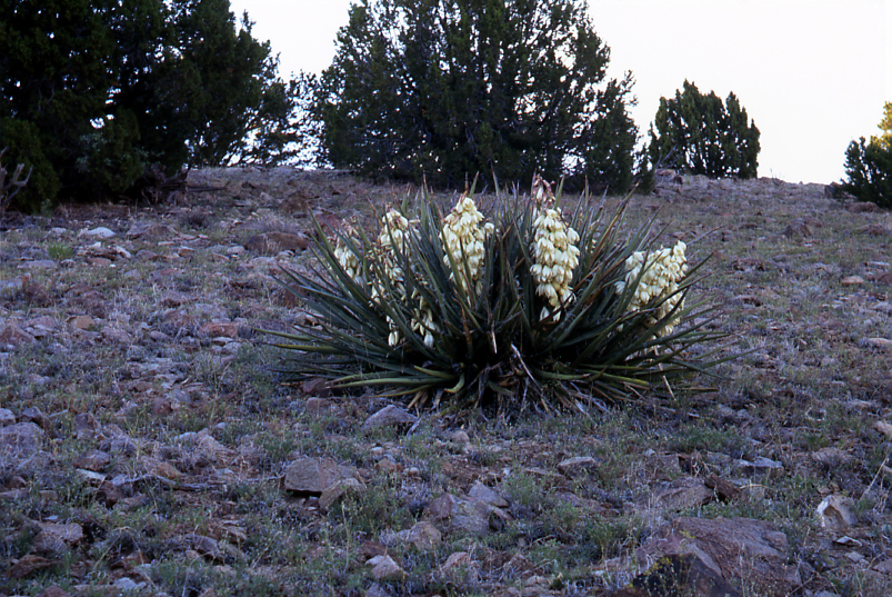 Spanish Bayonet Yucca (<i>Yucca aloifolia</i>)